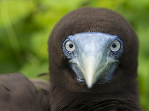 christmas island swell lodge photo tour example 26